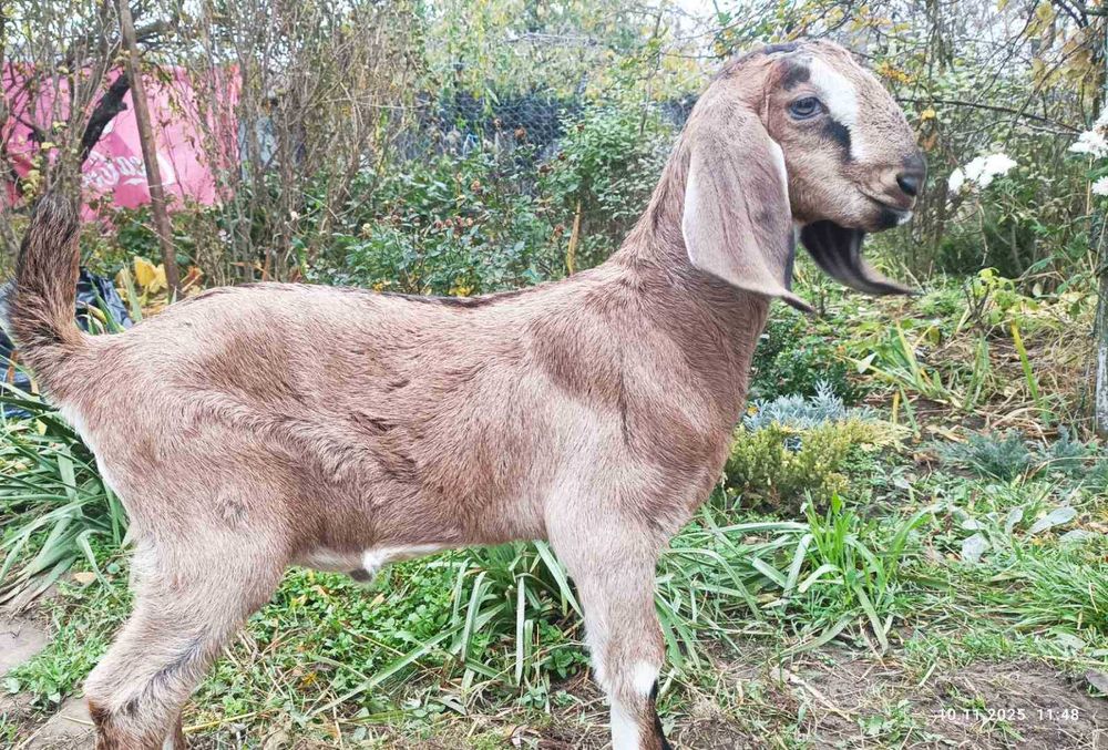 продам козлика козел козлята