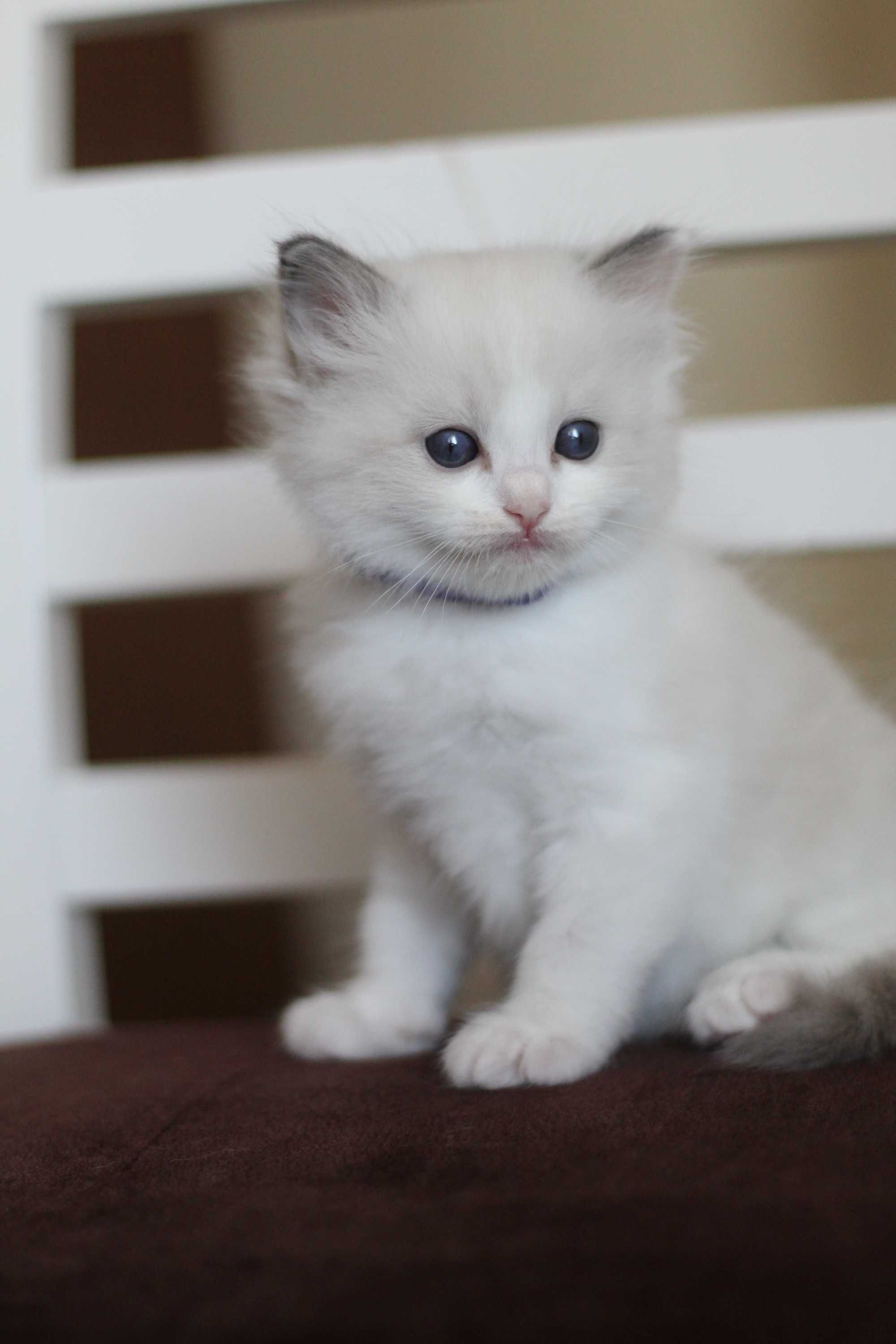 Ragdoll kocurek Frascati – rodowód WCF, kastracja, badania, wyprawka