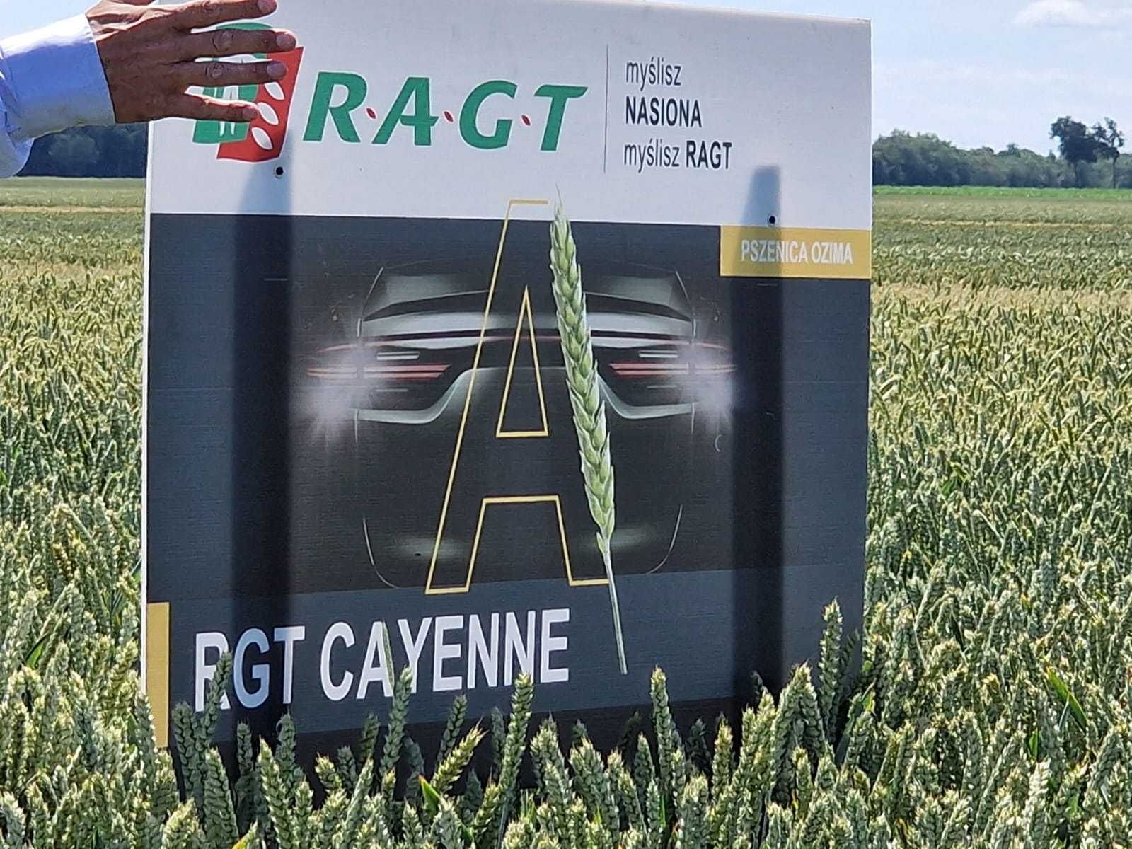 Pszenica ozima RGT Cayenne