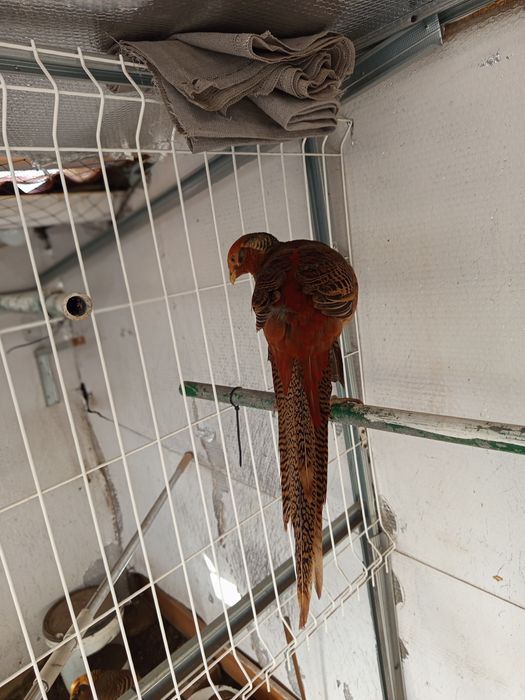 Faisão dourado novo deste ano