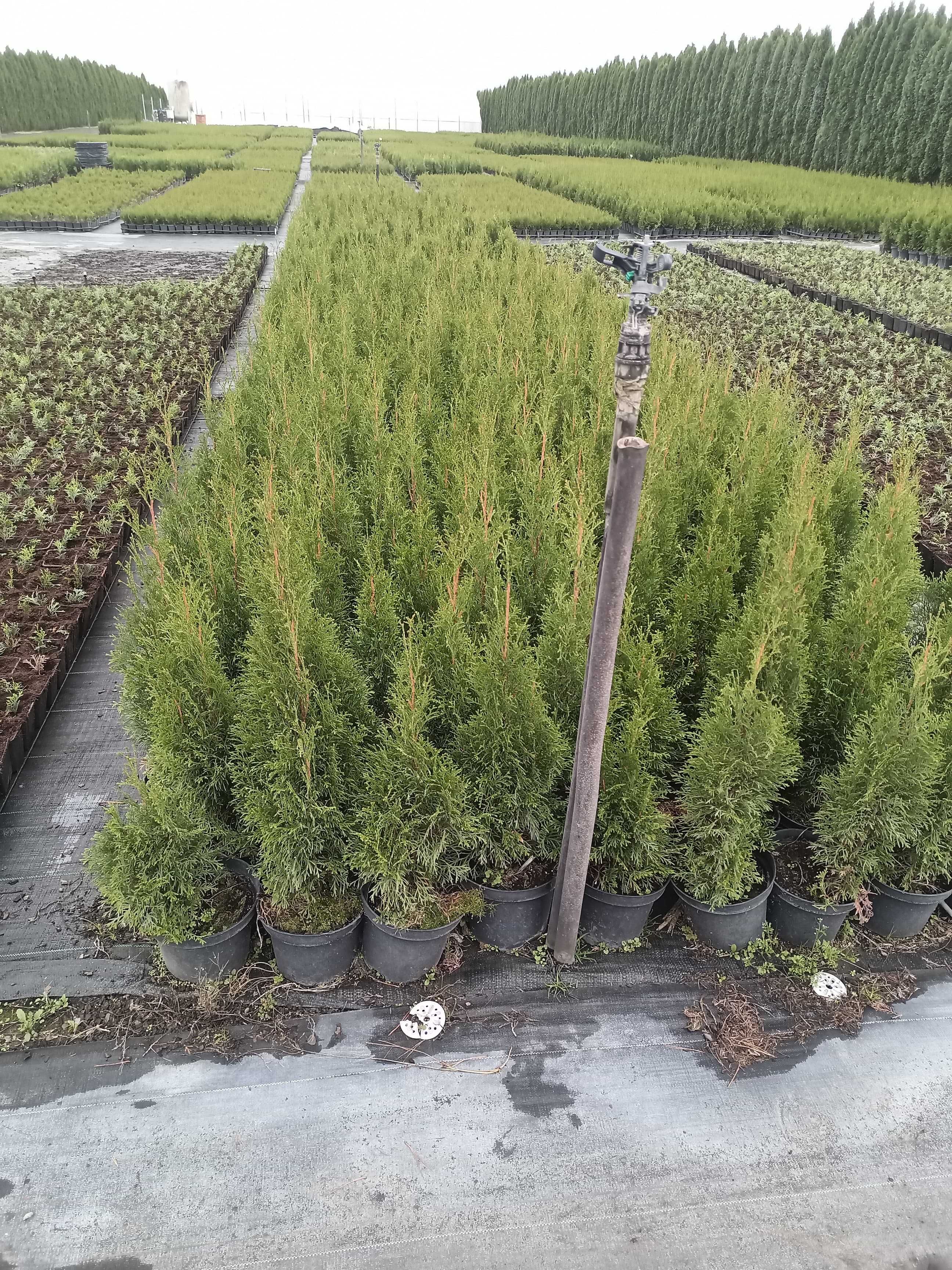 Tuja thuja szmaragd w doniczkach 120-140cm Dostawa