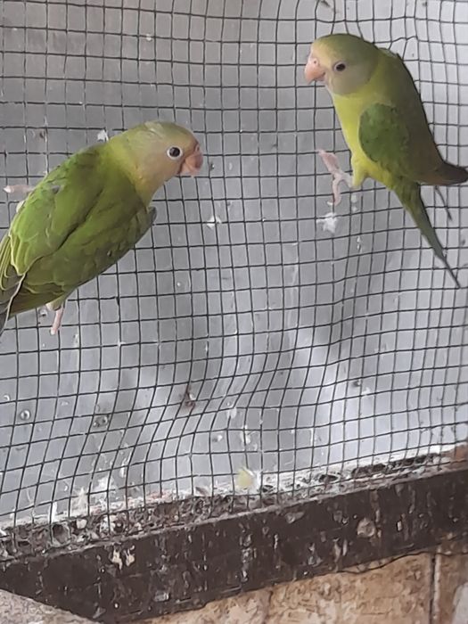 Disponível para ceder