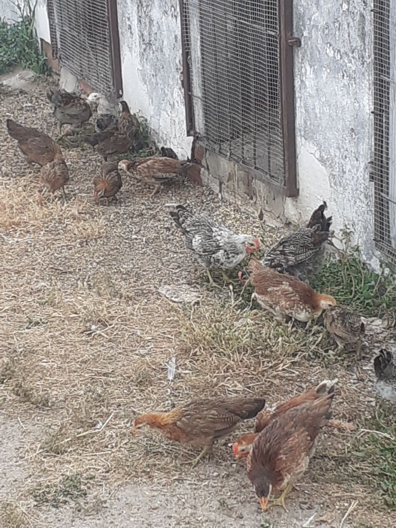 Coquichas para criação