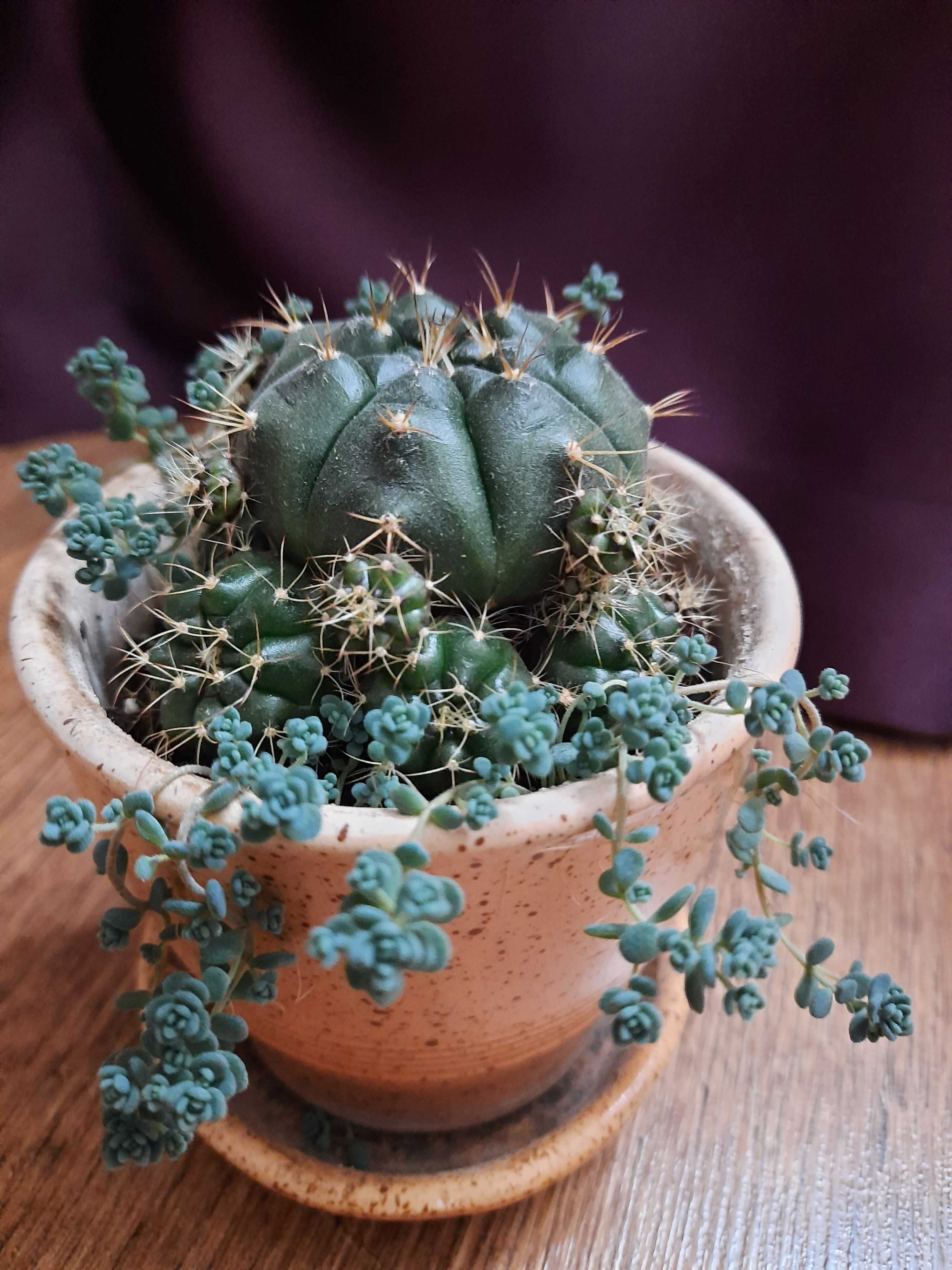 Gymnocalycium damsii, кактус, суккулент, сансевиерия, фикус.