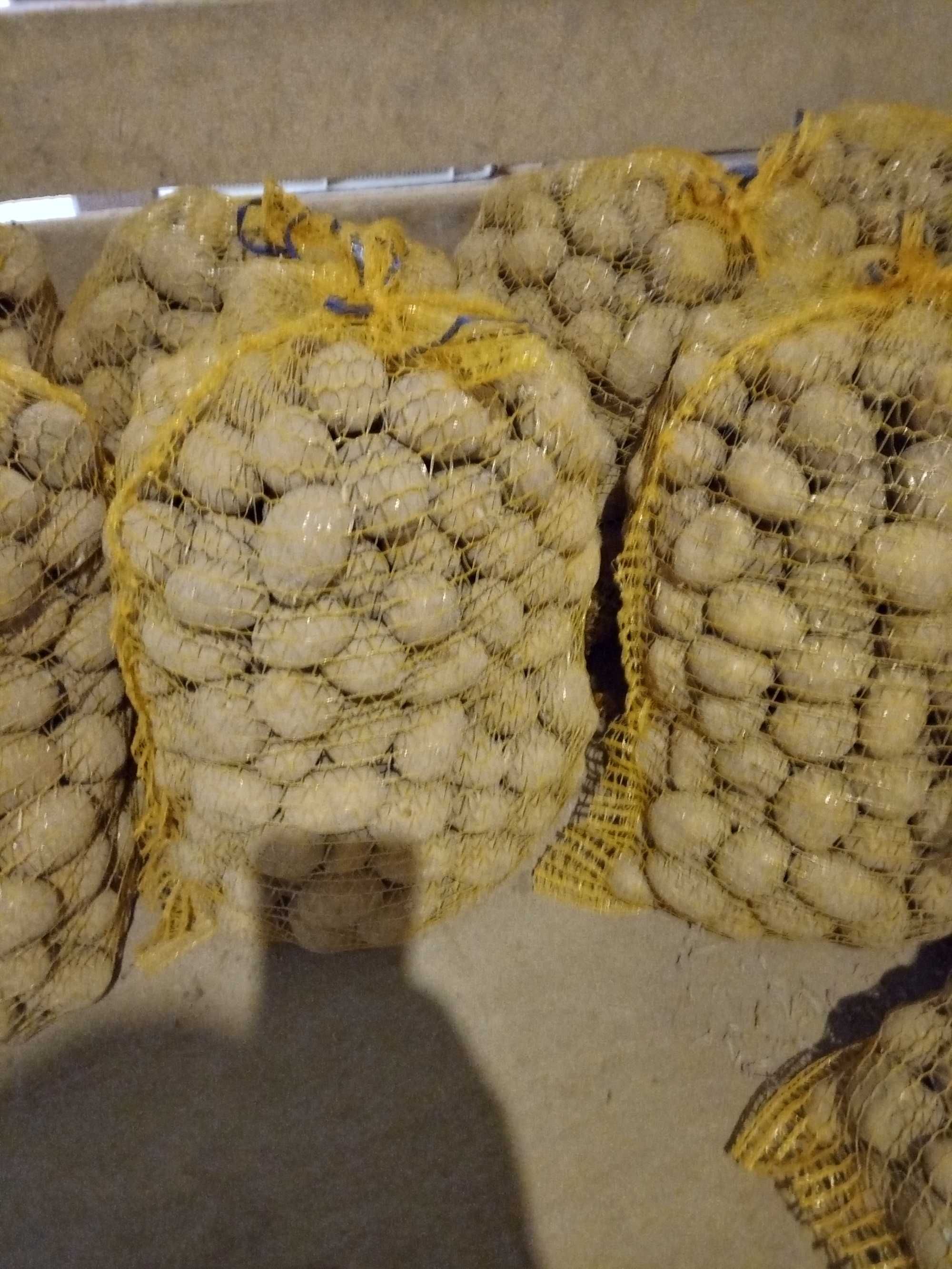 Ziemniaki Soraya wielkość sadzeniaka