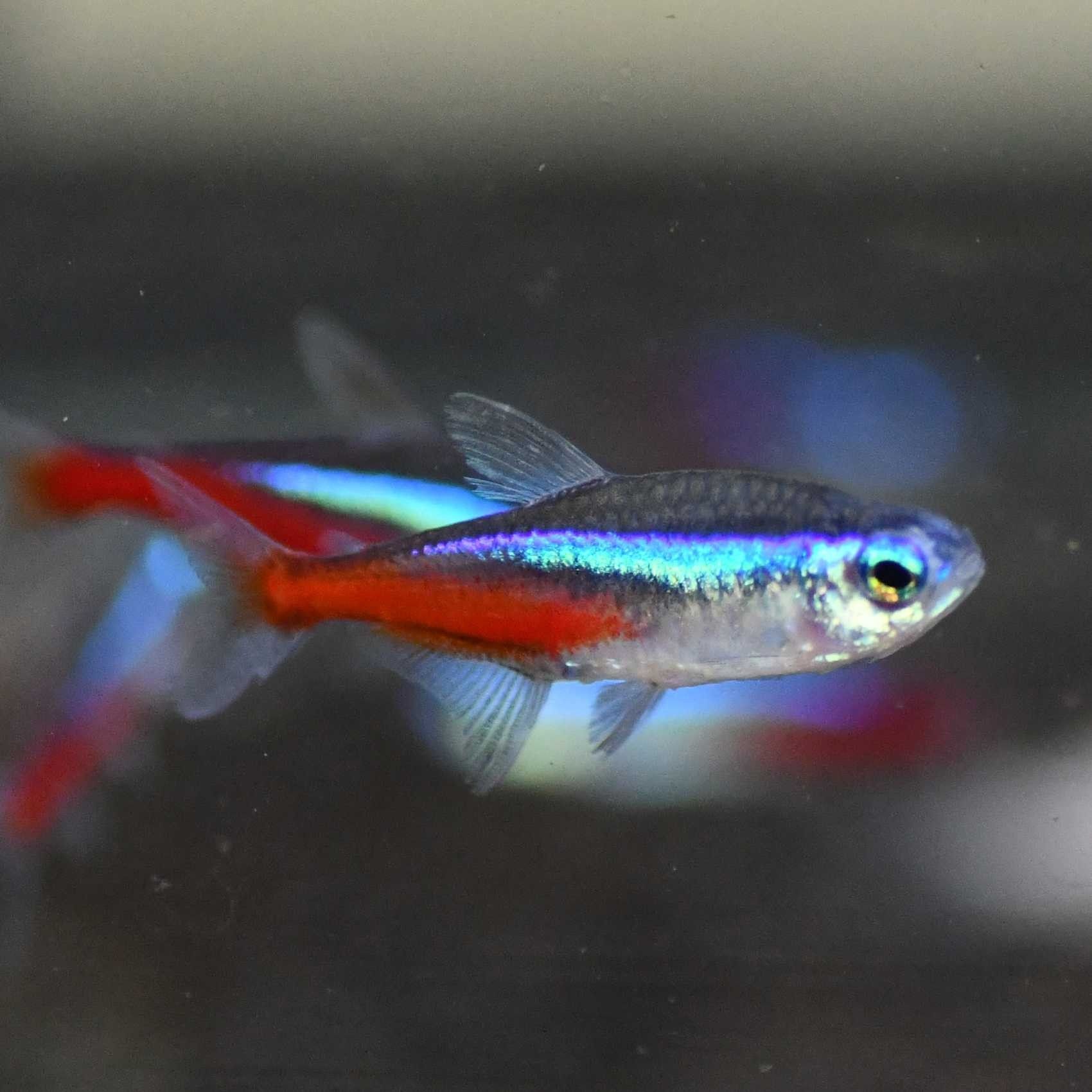 Tetra Neon Paracheirodon