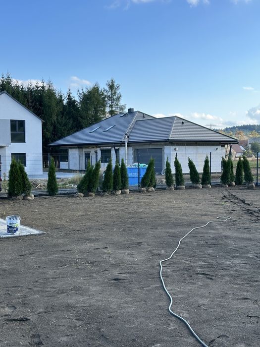 Tuja tuje szmaragd TRANSPORT SADZENIE kora świerk srebrny