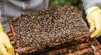 Бджолопакети Карпатки
