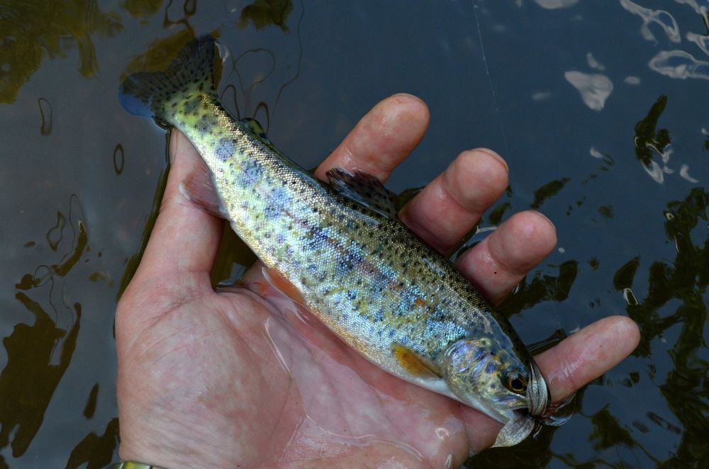 Narybek Pstrąg °Tęczowy °Żółty °Potokowy °Palia Drapieżnik do Stawów