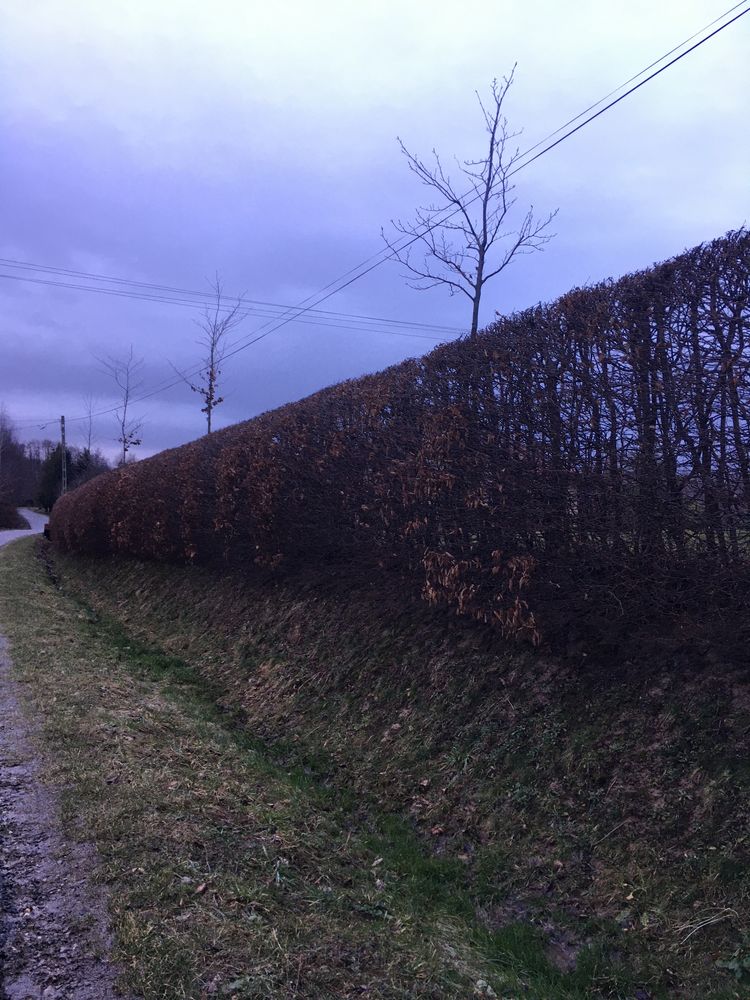 Sadzonki Świerk Buk Jodla Brzoza Modrzew Grab