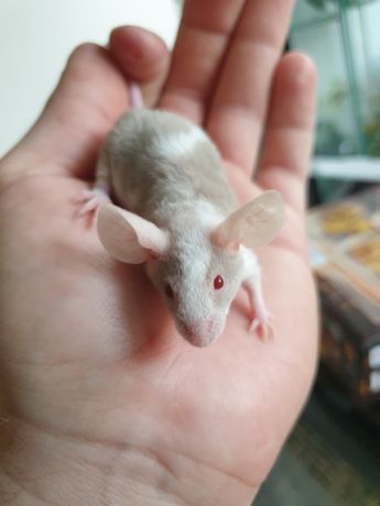 Mysz rasowa- astrex