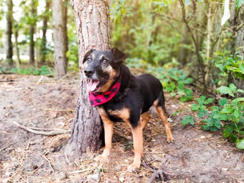 Doris kochająca człowieka sunia szuka cudownego domu!!!