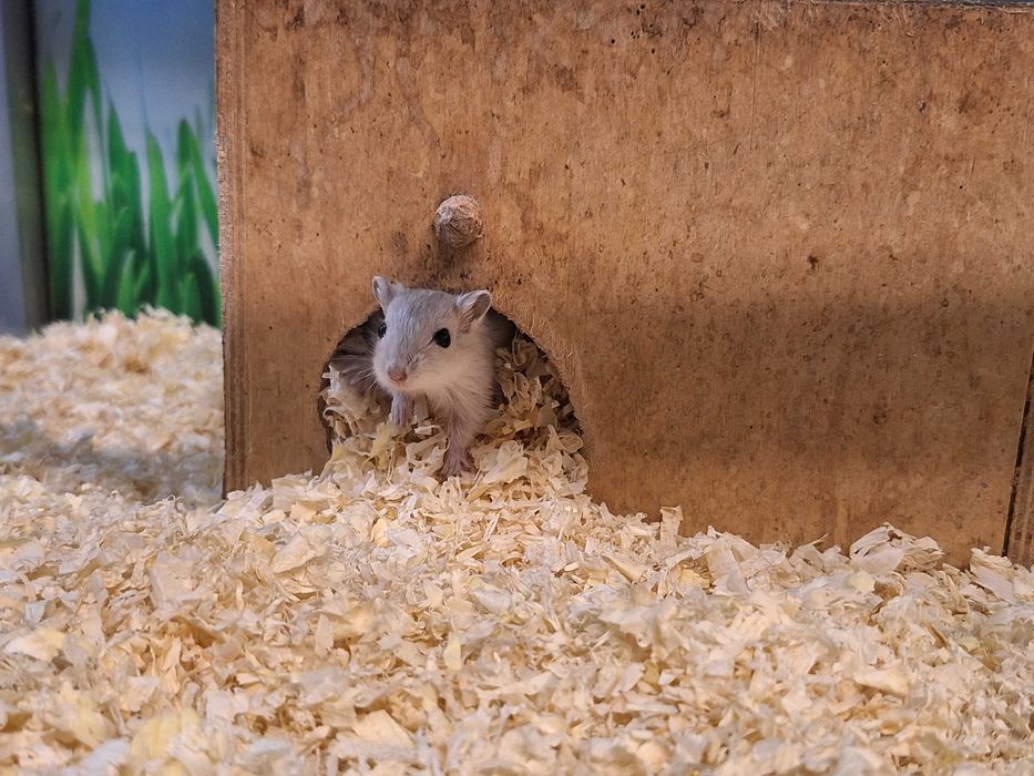 Kolorowe myszoskoczki