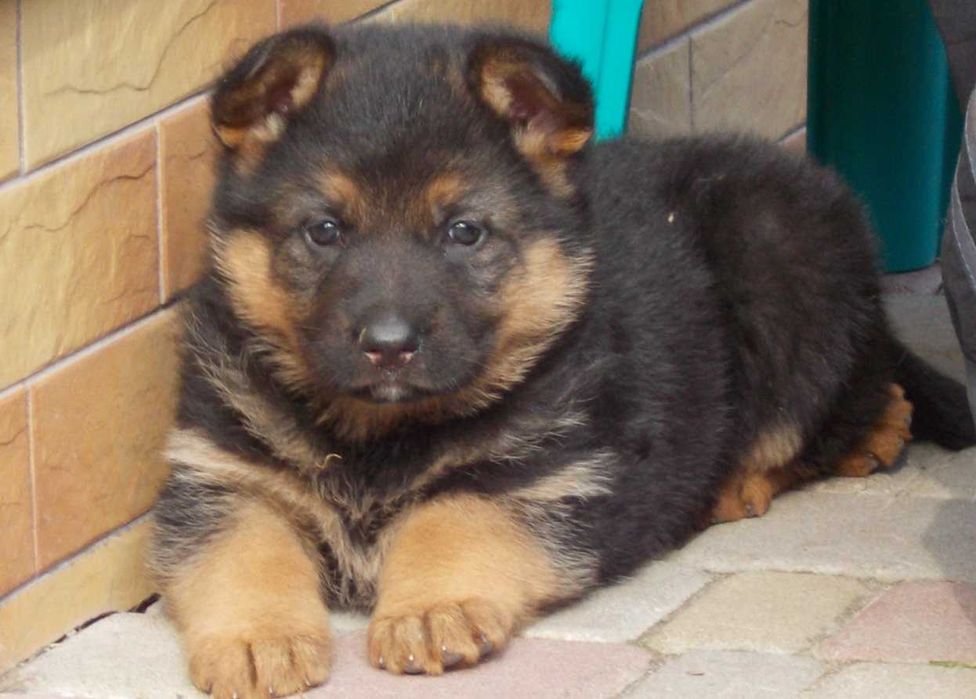 Цуценята з розплідника, Вівчарки