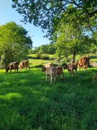 Vacas, vitelos(as) e novilhos para venda