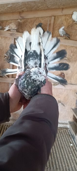 Gołębie - orlik lubelski