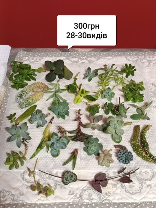 Сукуленти кімнатні