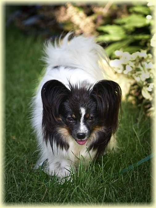 Spaniel kontynentalny miniaturowy papillon suczka ZKwP/FCI