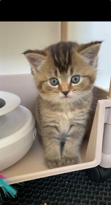 Котенок шоколадный черно золотая шиншилла с прививками, девочка