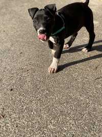 Amstaff Amerykański  Staffordshire terrier