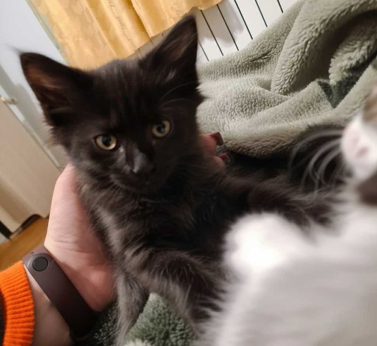 Кошенята шукають дім