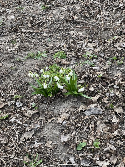 Першоцвіт раннійсортовий, мак
