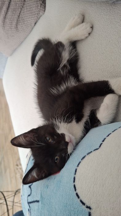 Oddam kotka w dobre ręce kotek szuka kochającego domku