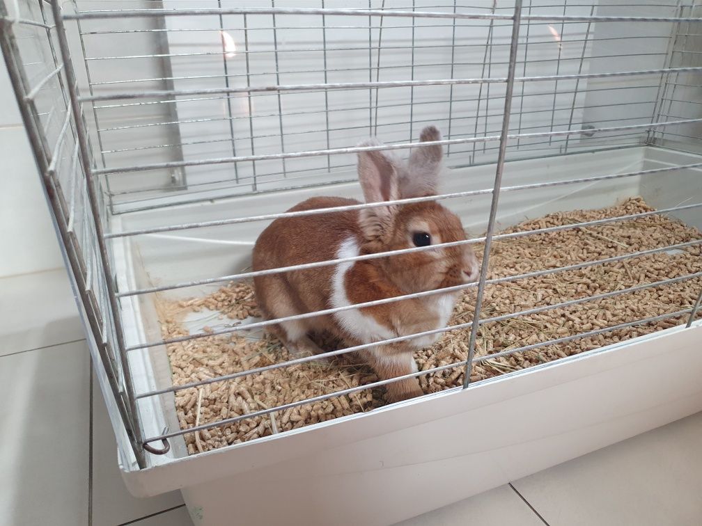 Oddam dorosłego królika miniaturkę.