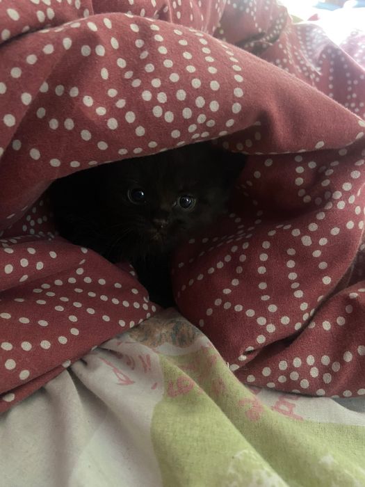 Віддаю котенят в добрі руки