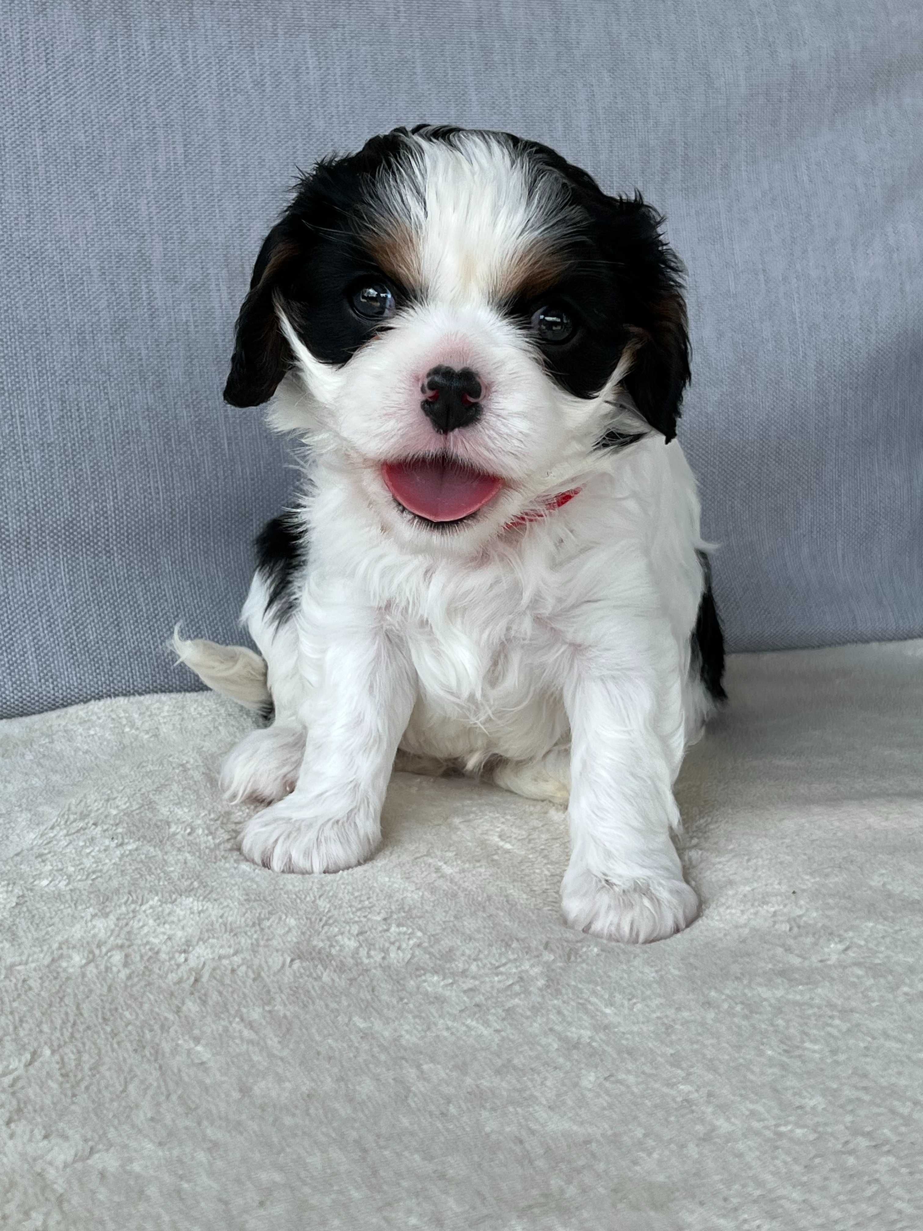 Cavalier King Charles Spaniel FCI ZKwP rodowód, szczeniak