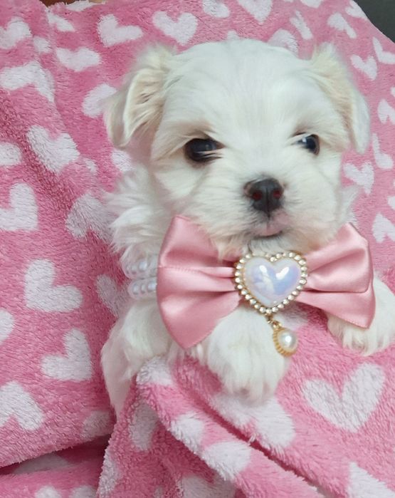 Śliczna sunia maltanczyk