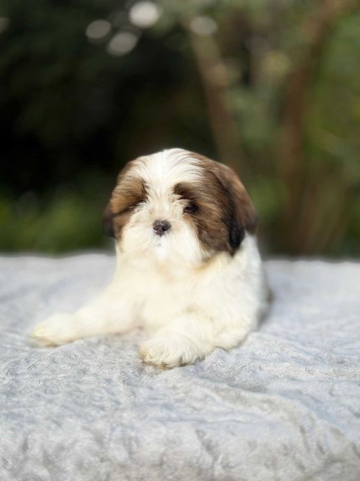 Elitarny piesek! Shih Tzu! Gotowy do odbioru!