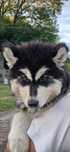 Piesek Syberian Husky