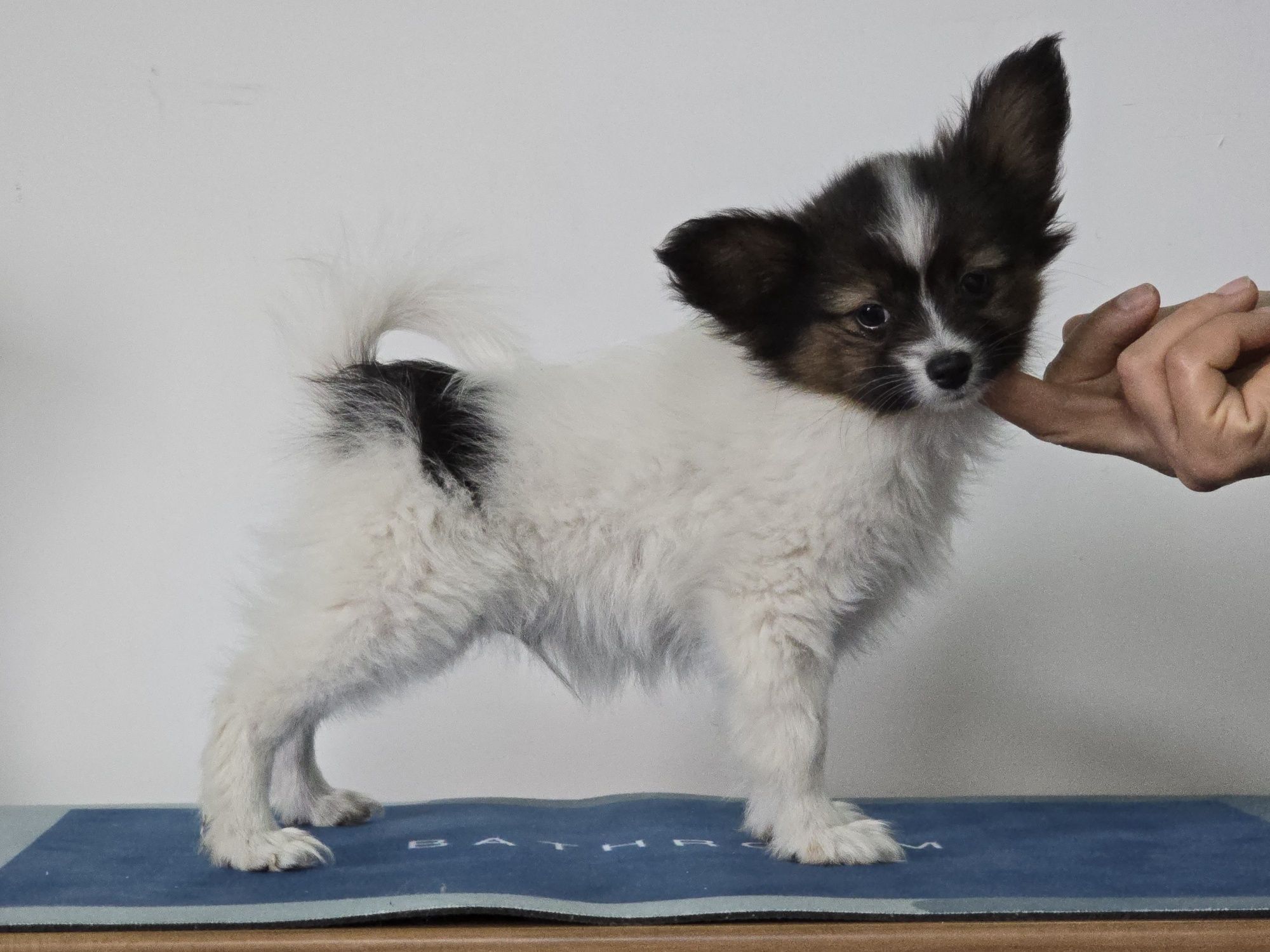 Papillon piesek FCI
