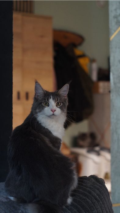 Kotka Maine Coon FPL