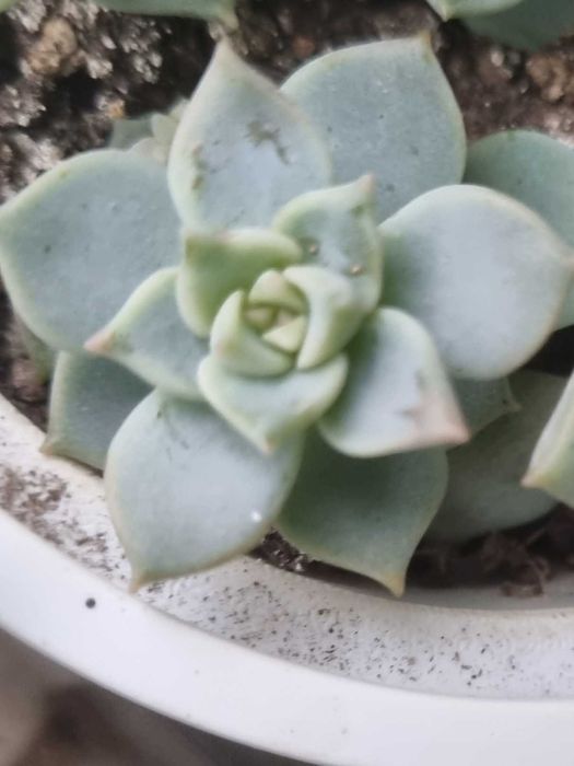 Суккуленты. Обмен на книги