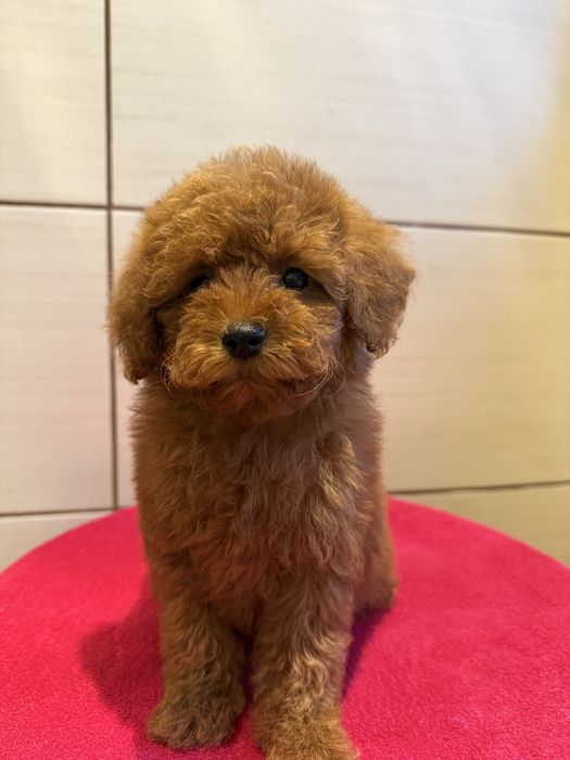 Pudel toy / miniatura sunia