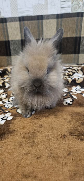 Продам декоративних кроликів