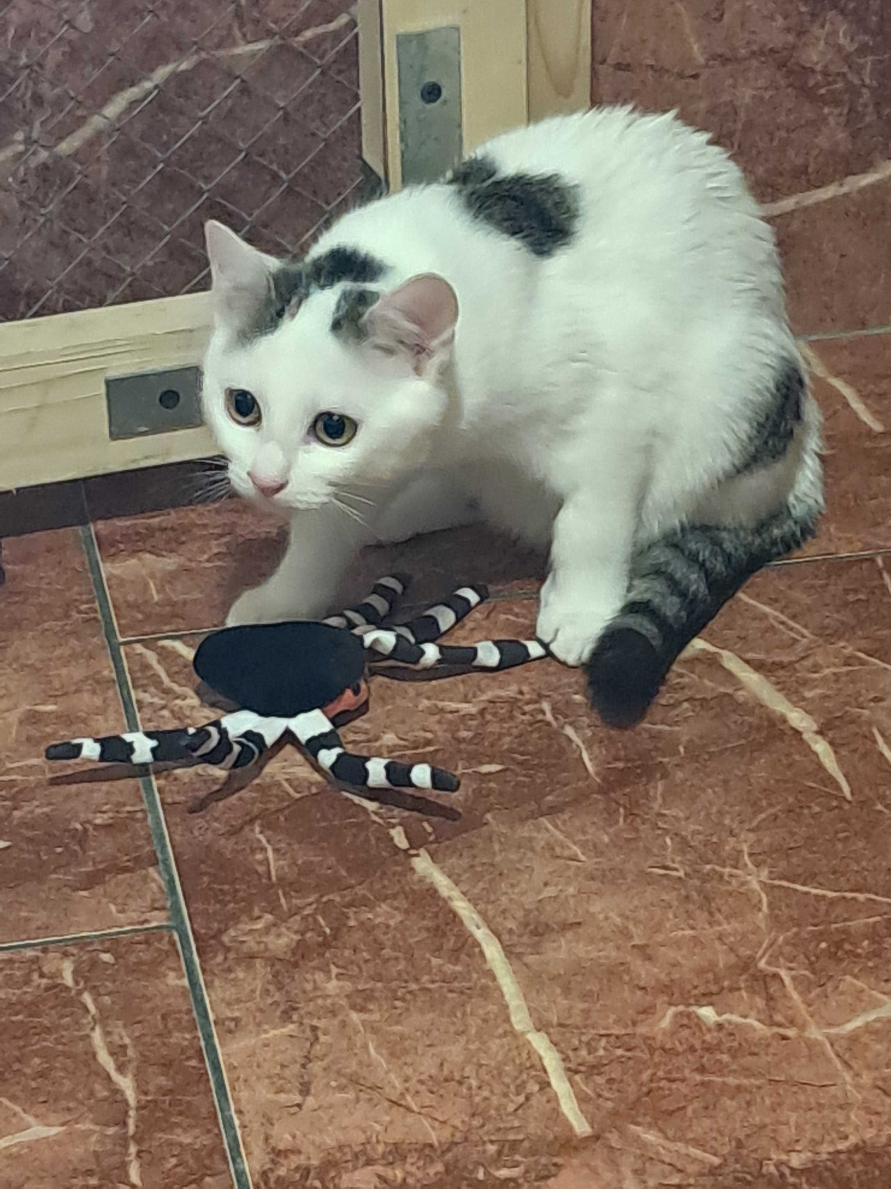 Delikatna Lara szuka domu