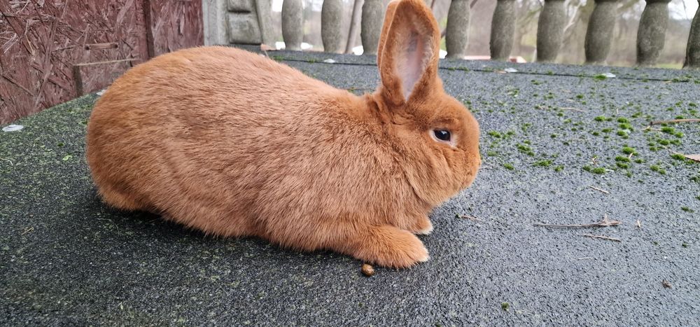 Nowozelandzki czerwony samiec z rodowodem kroliki nowozelandzkie