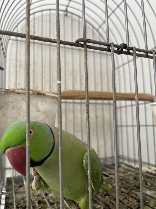 Vendo casal de ring neck verdes