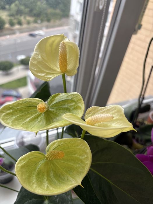 Антуріум Vanilla білого кольору