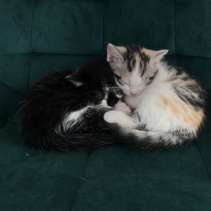 Oddam kotki, zdrowe, odrobaczone. Ropa Gorlice Krynica