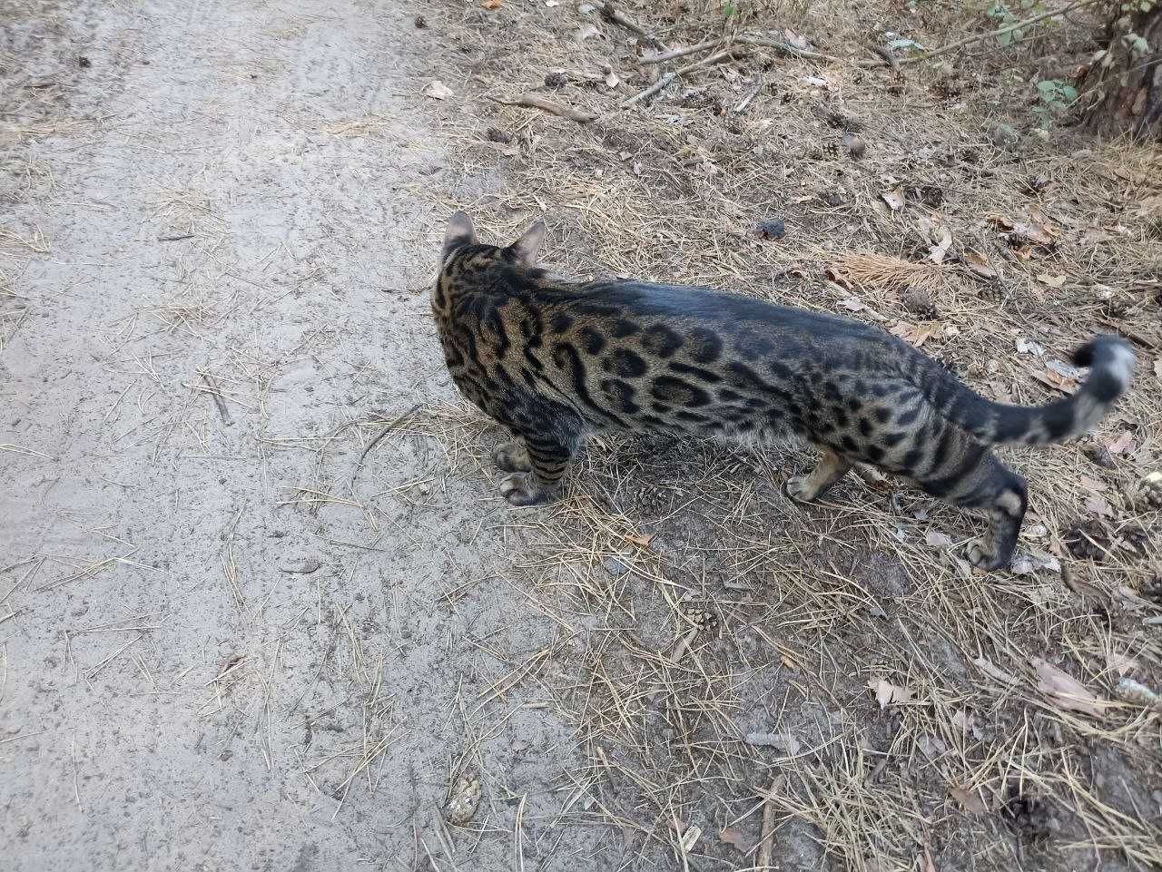 Вязка бенгальского кота