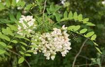 ROBINIA AKACJOWA Akacja - sadzonki w doniczkach