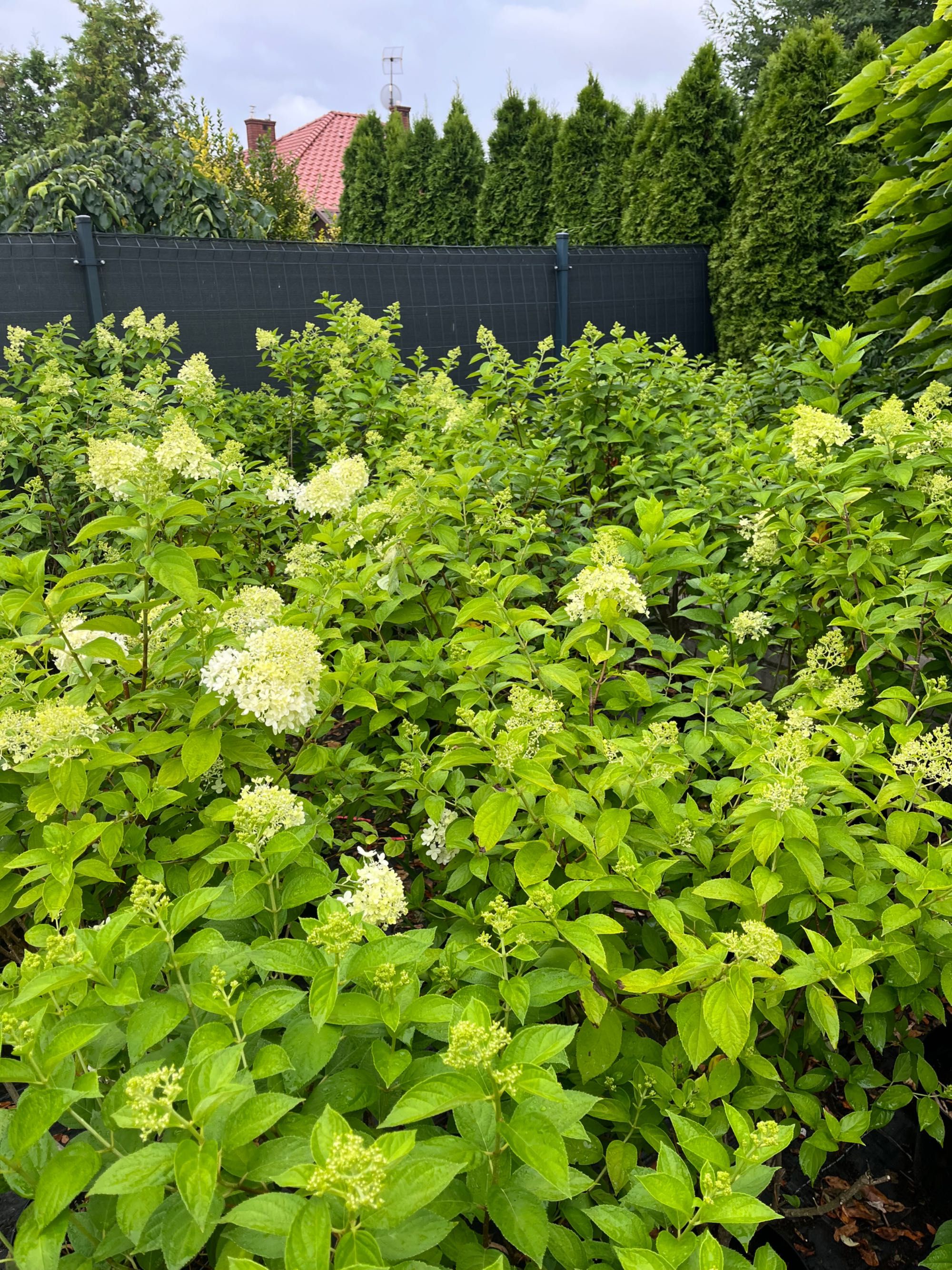 Hortensja bukietowa Limelight