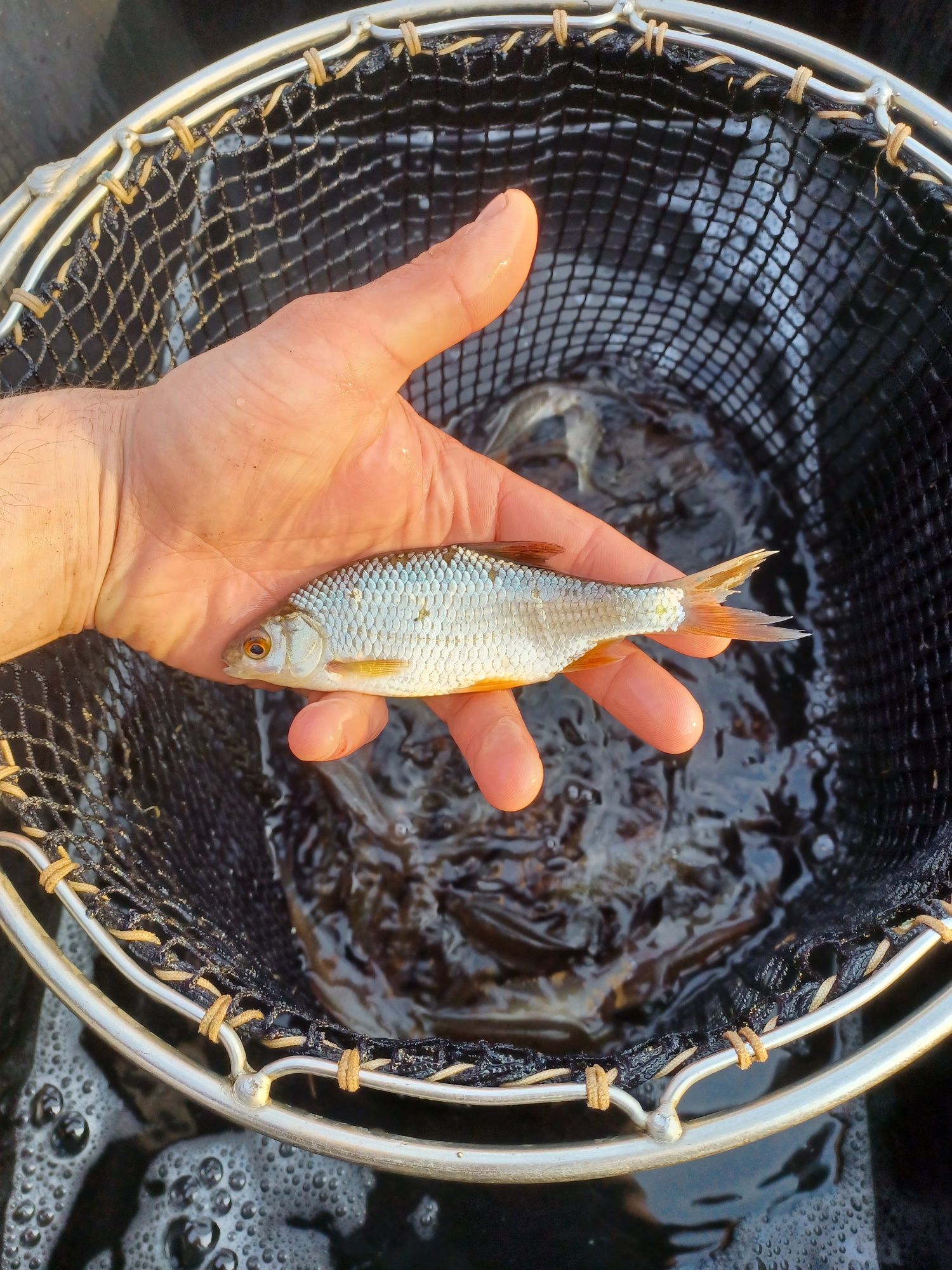 Karp narybek/kroczek. Lin , Amur , Tołpyga , Węgorz..