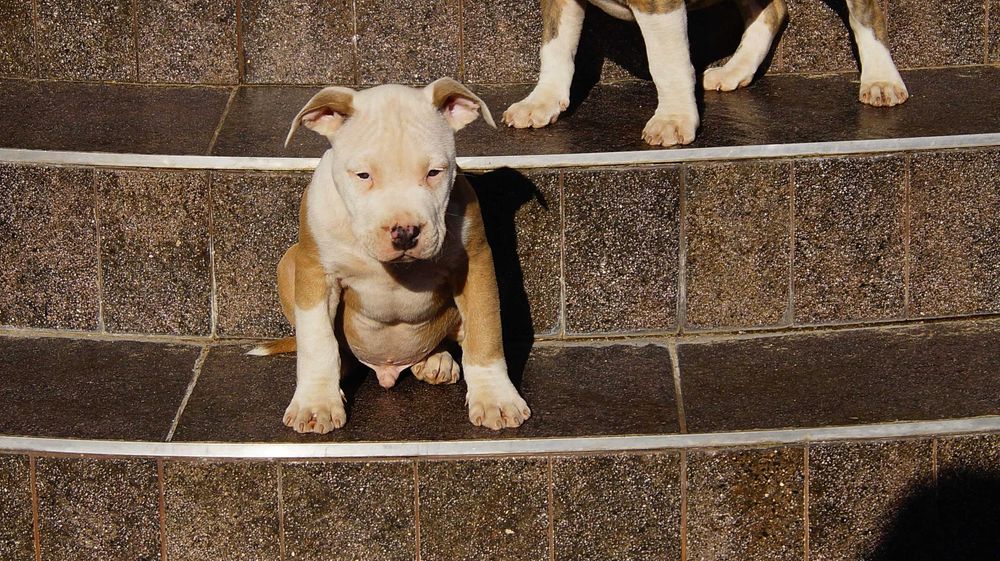 Lolek, mocny samiec Amstaff,  szczeniak z rodowodem,  do odbioru