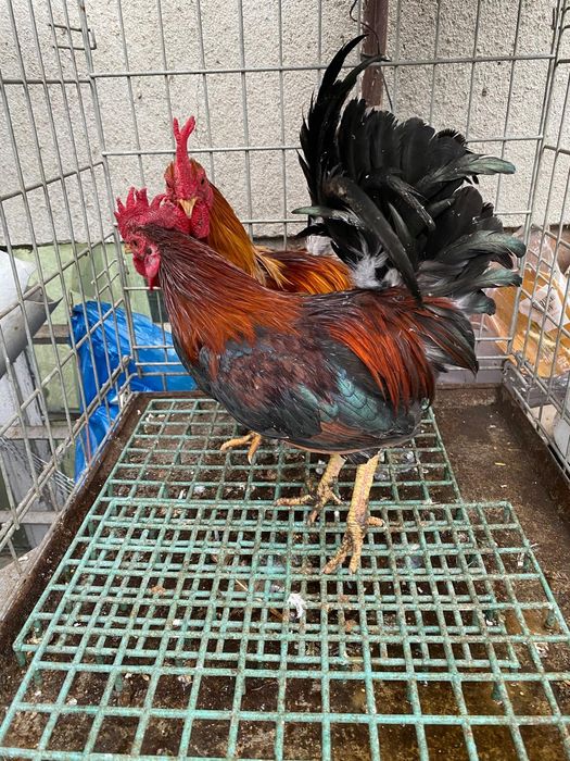 Karzełki polskie i seramy