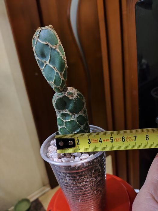 Опунція ретікулата Кобра